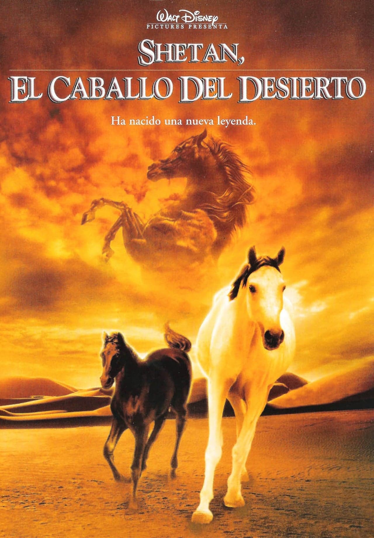 Movie Shetan, el caballo del desierto