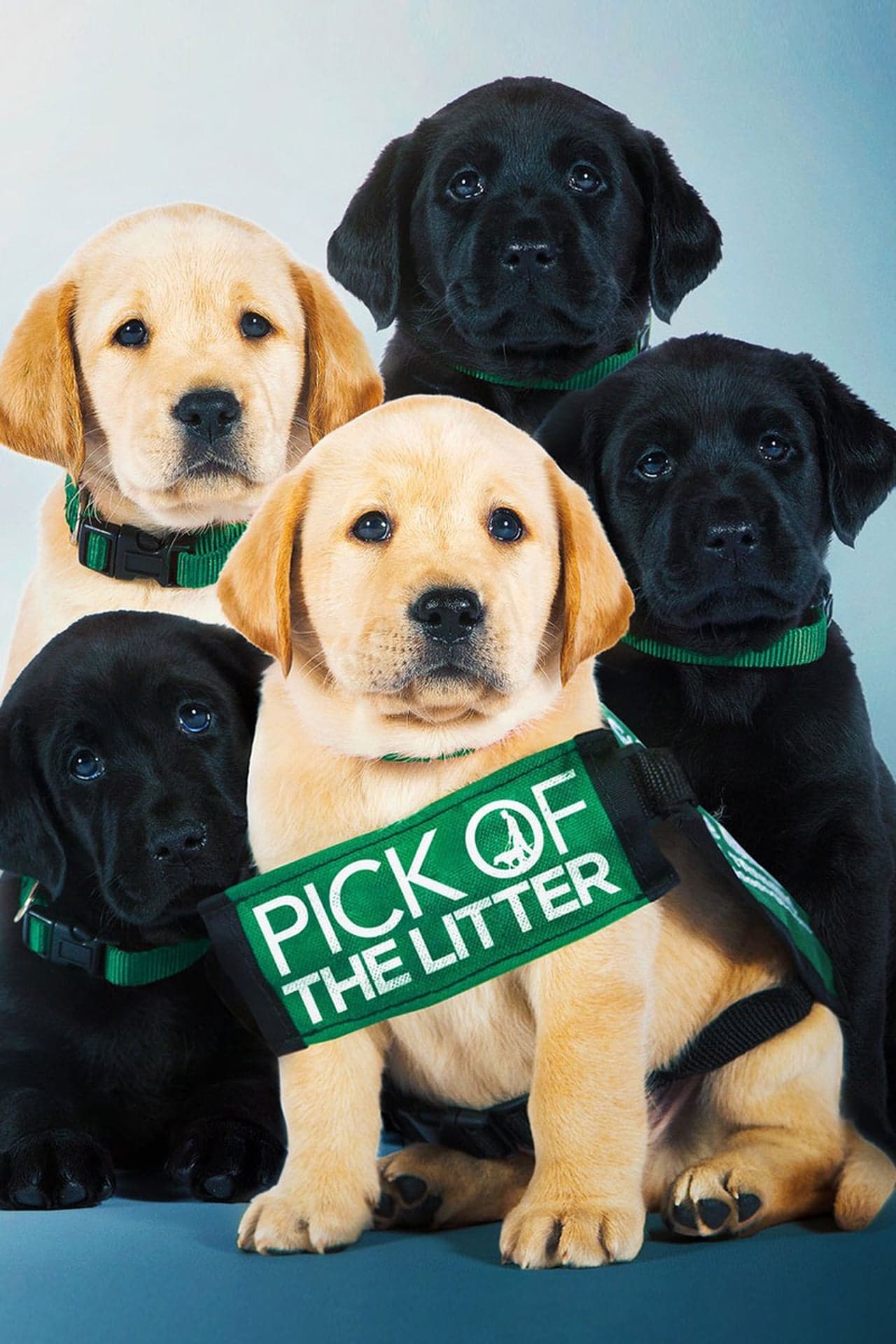 Movie Pick of the Litter