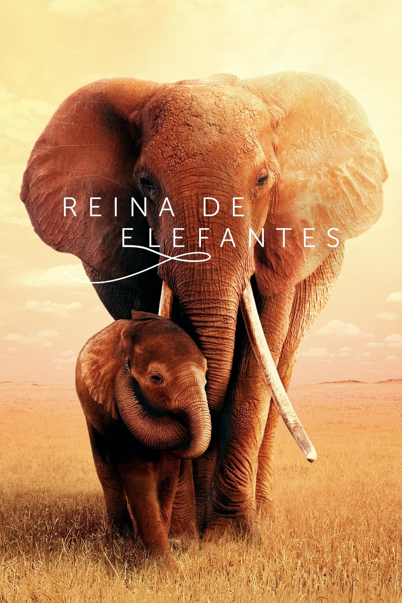 Movie Reina de elefantes