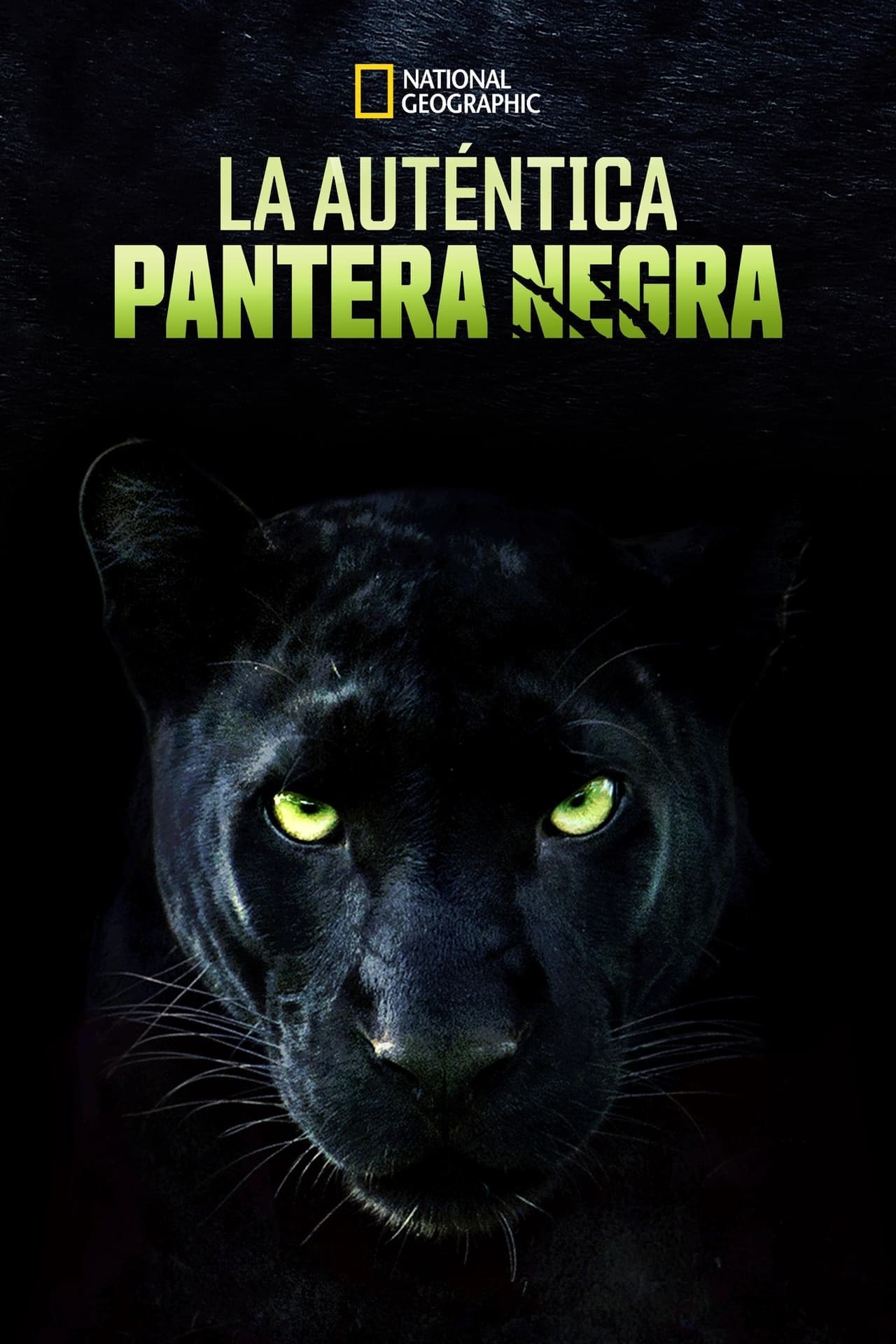 Película La Verdadera Pantera Negra