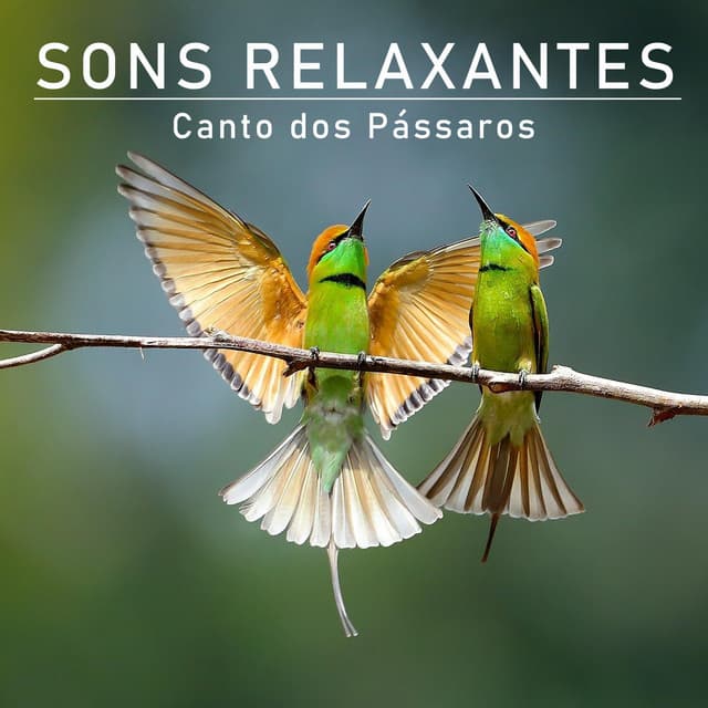 Music Canto dos Pássaros para Relaxar, Pt. 03