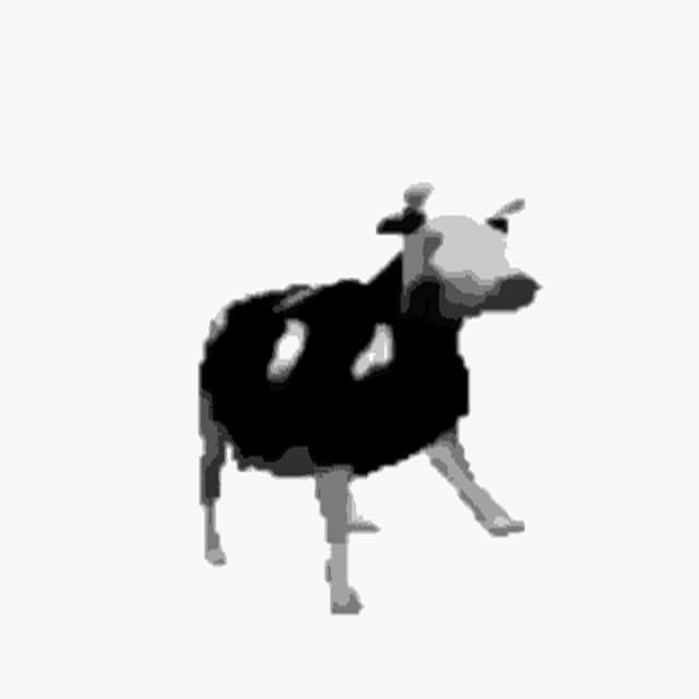 Music Polish Cow