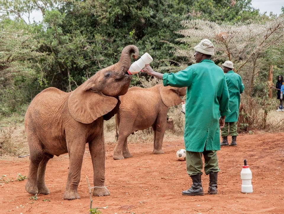 Place David Sheldrick Elephant Sanctuary