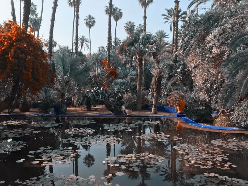 Lugar Jardín Majorelle