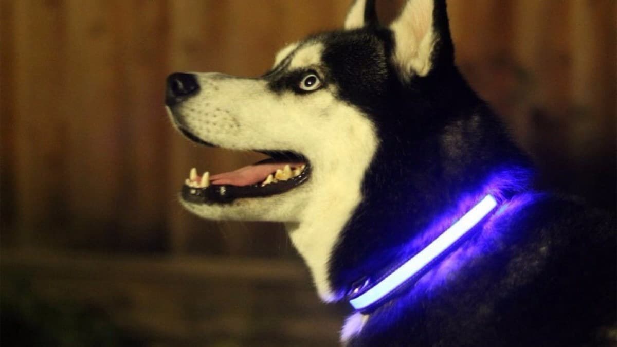 Product Collar LED para perros.