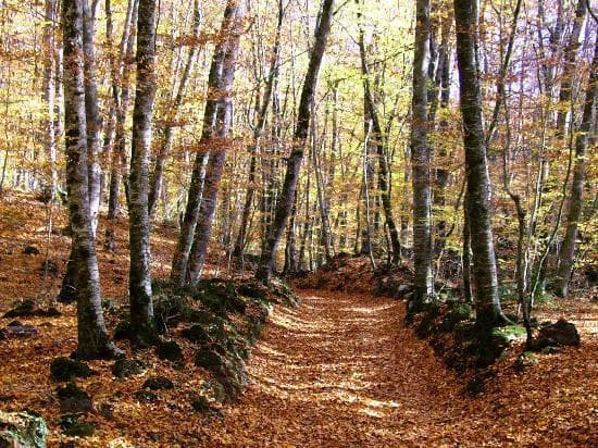 Place Fageda d'en Jordà