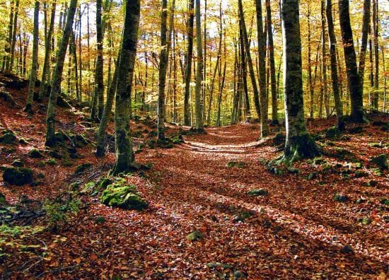 Lugar Fageda d'en Jordà