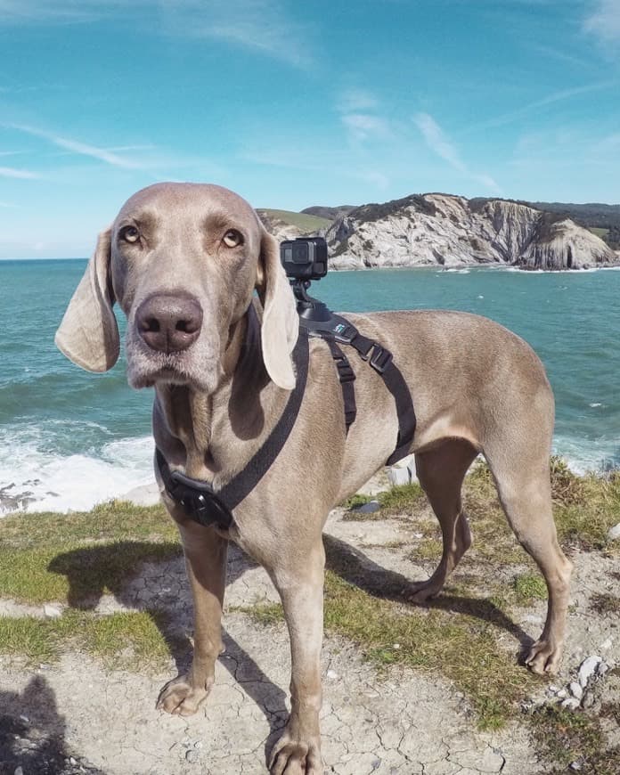 Fitness GoPro Fetch - Arnés de cámara GoPro para mascota