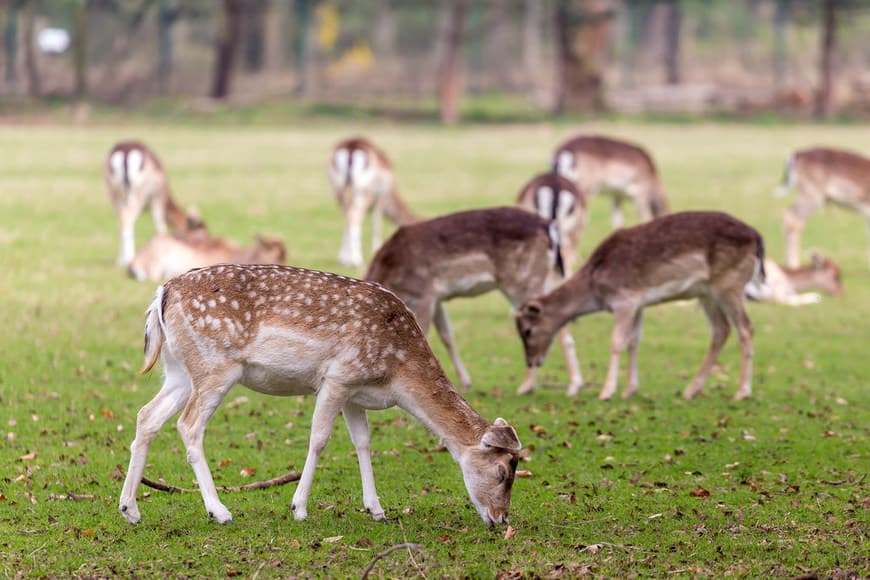 Lugar Lindenthaler Tierpark