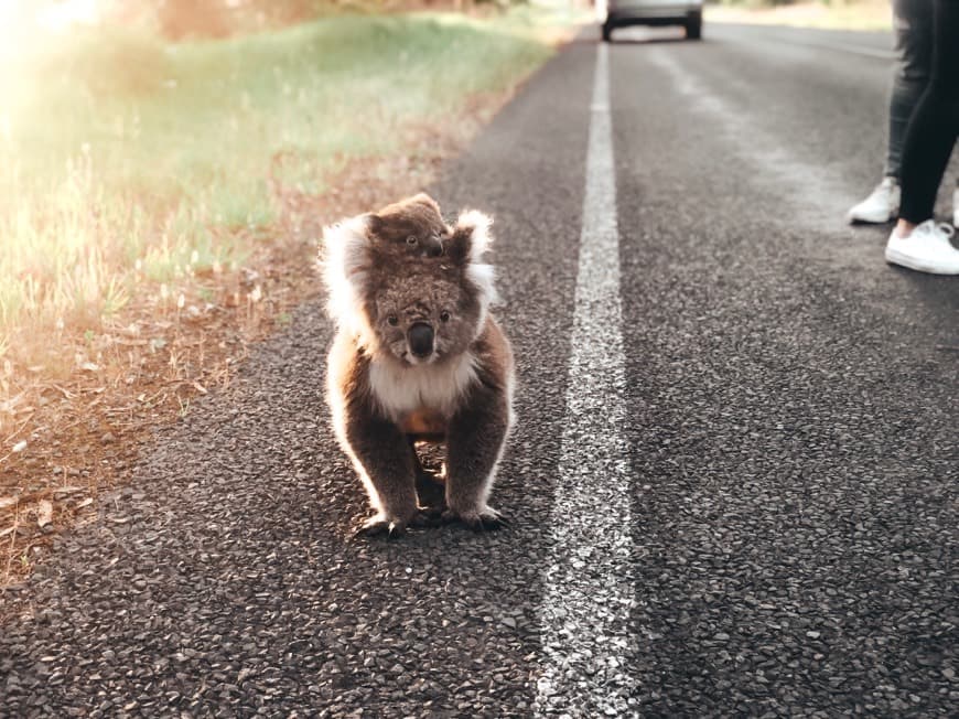 Lugar Great Ocean Road