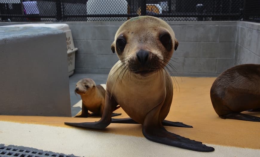 Fashion The Marine Mammal Center : Introduction to Marine Mammals