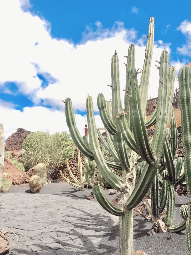 Place Jardín de Cactus de Lanzarote