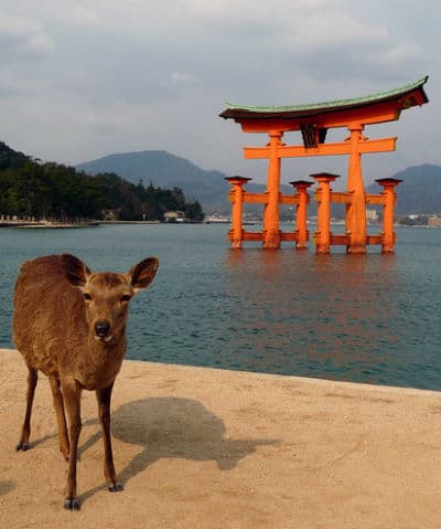 Lugar Miyajima Island