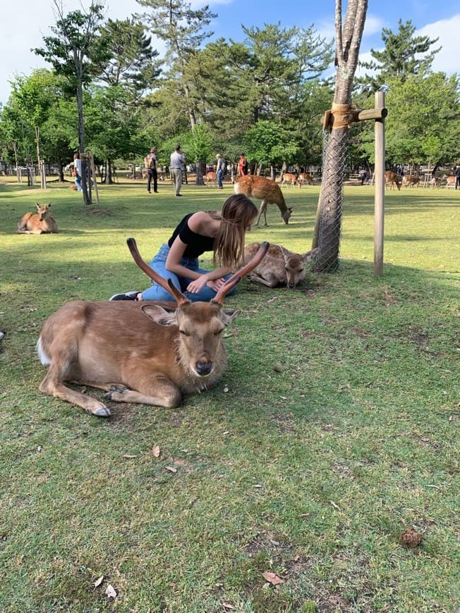 Place Nara Park