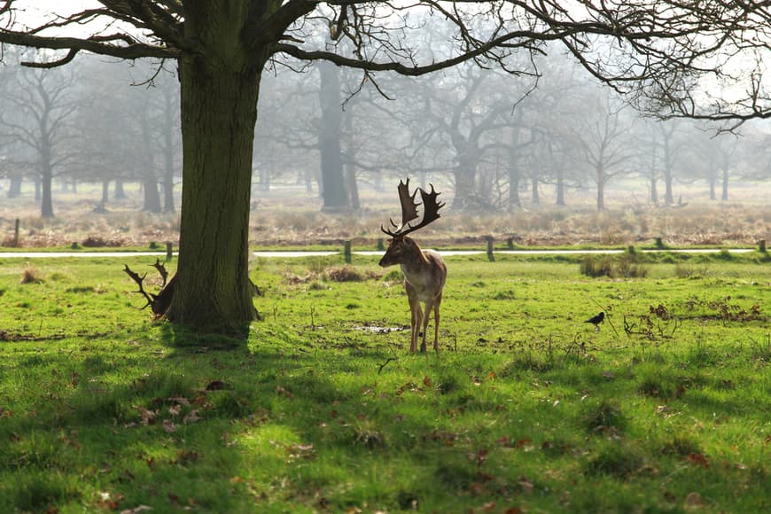 Lugar Richmond Park