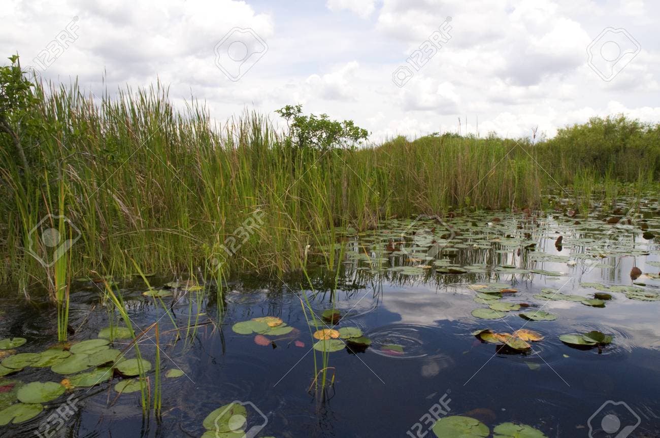 Lugar Everglades