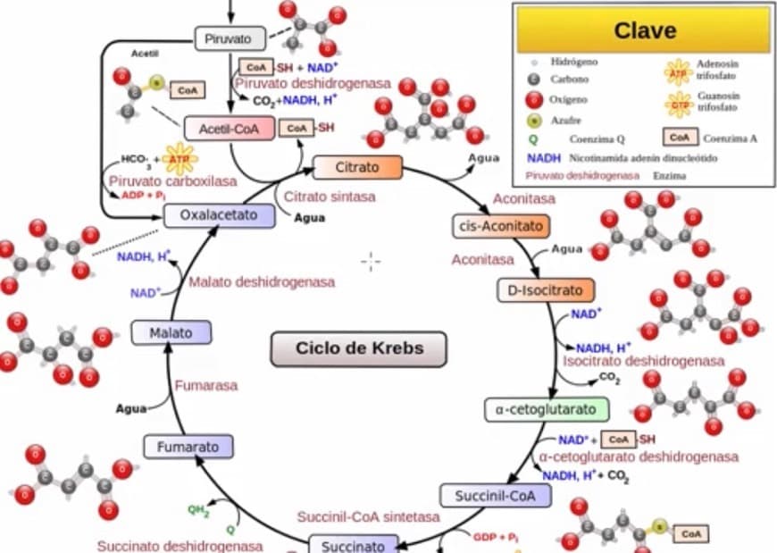 Fashion Melabolismo | Respiración celular | Ciclo de Krebs