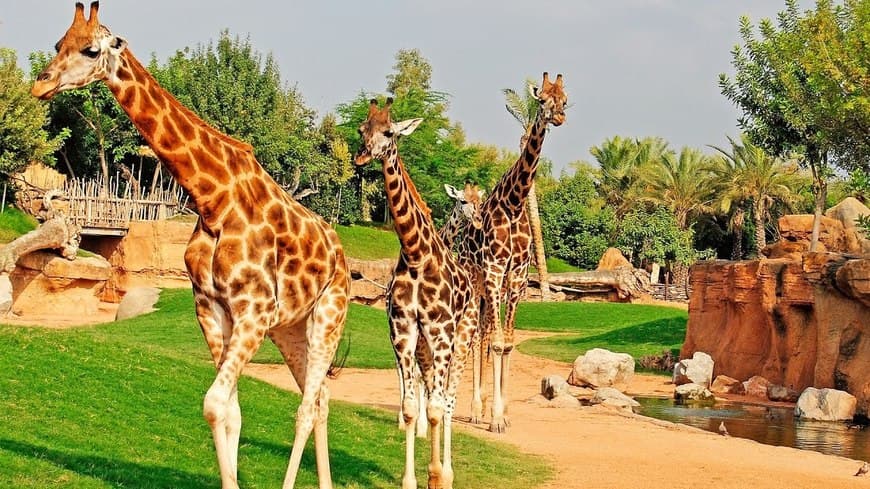 Lugar Bioparc Valencia