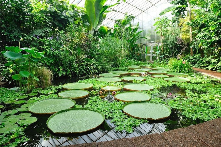 Place Real Jardín Botánico de Edimburgo