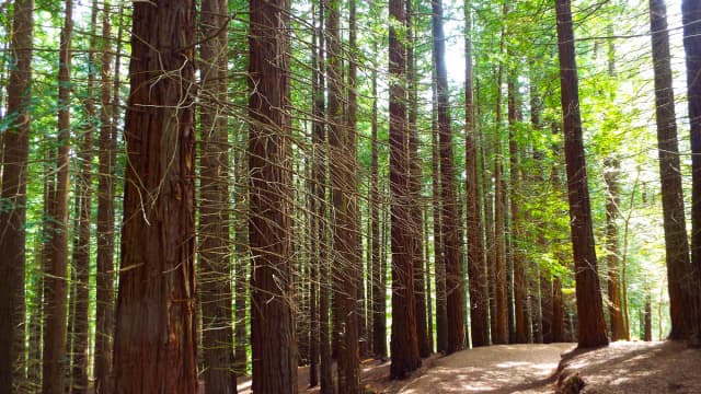 Lugar Bosque De Secuoyas