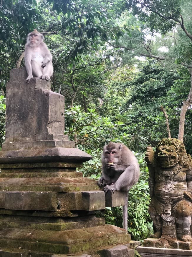 Lugar Jalan Monkey Forest