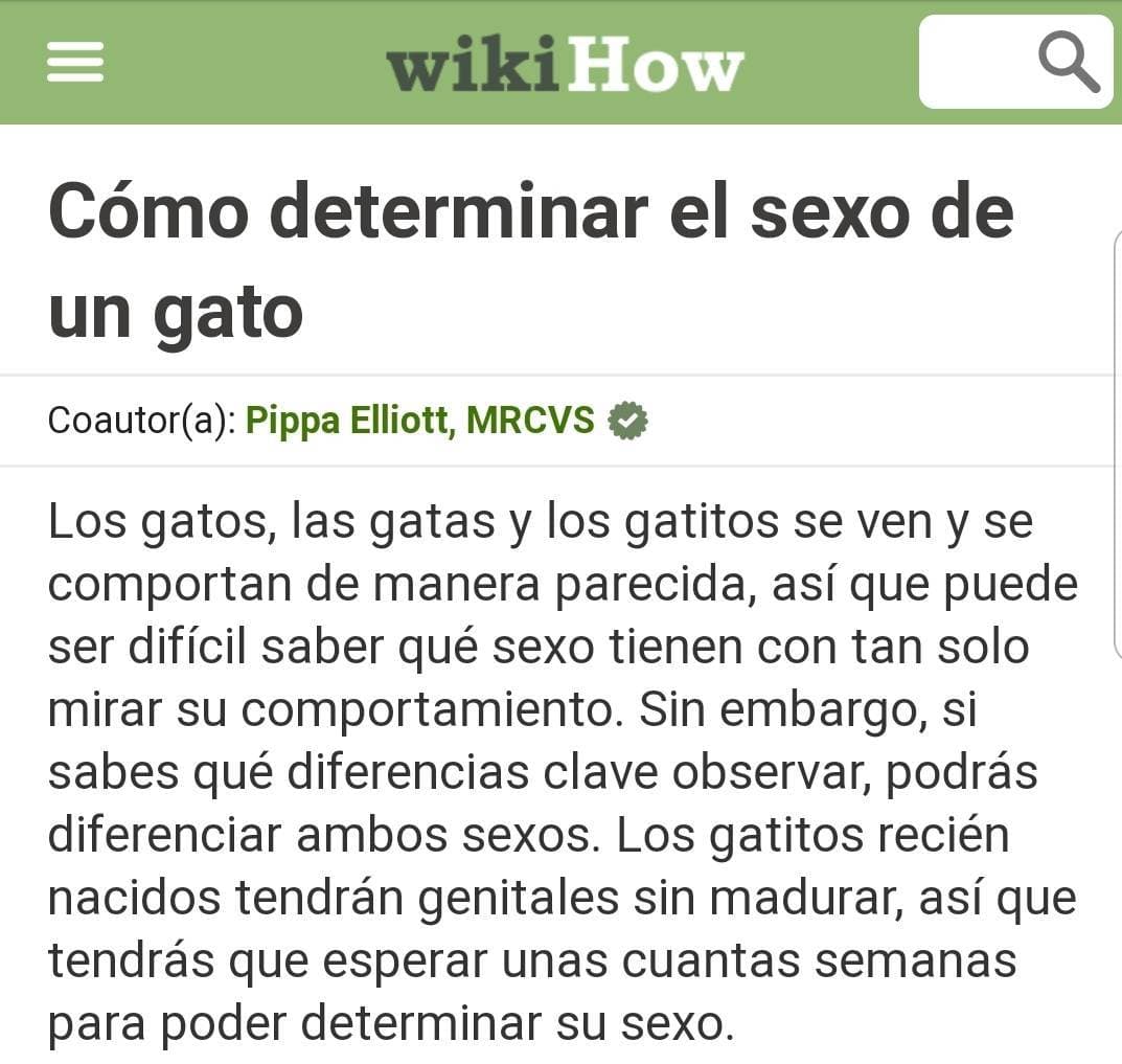 Fashion Determinar el sexo de un gato