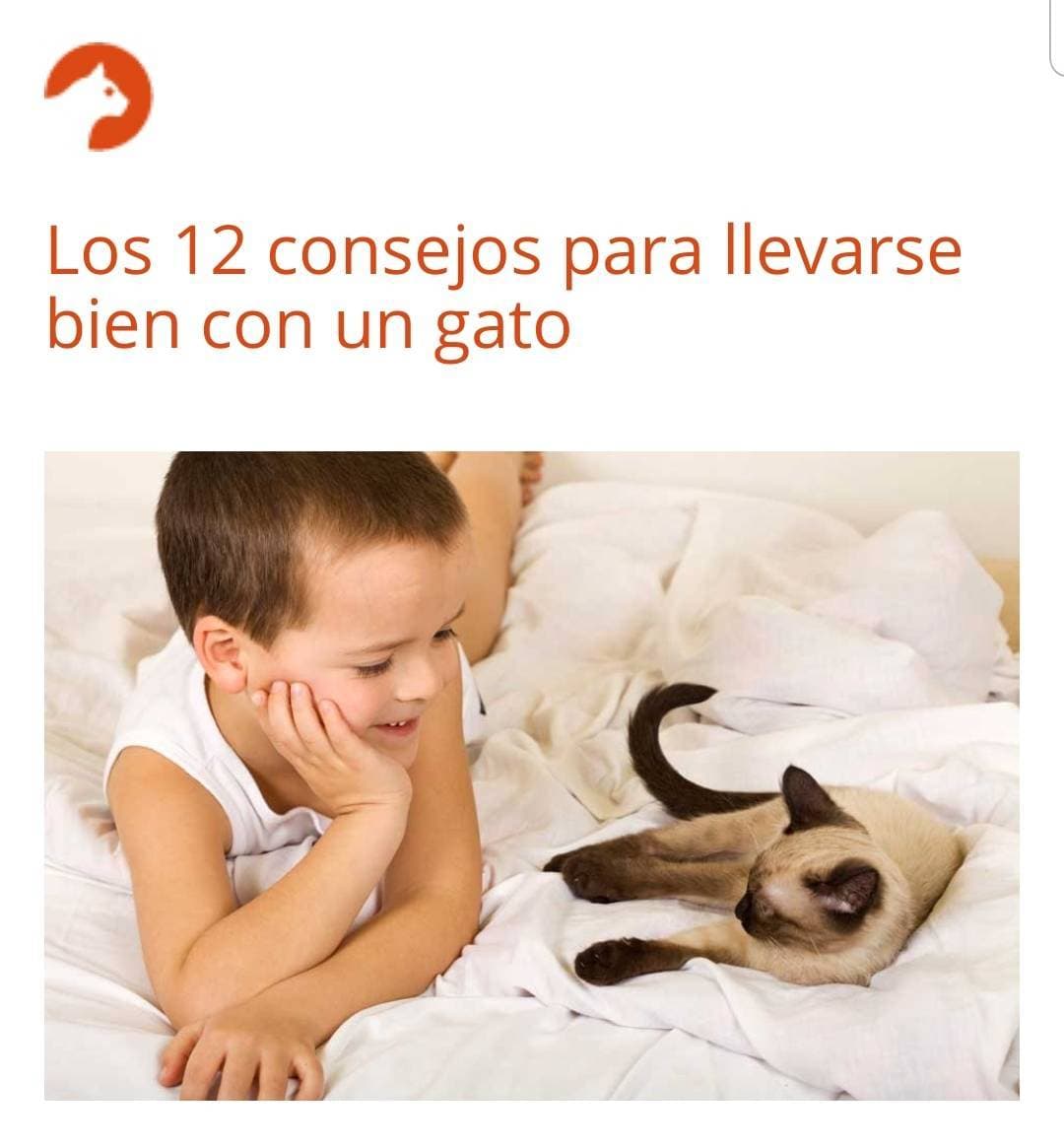 Fashion Llevarse bien con un gato