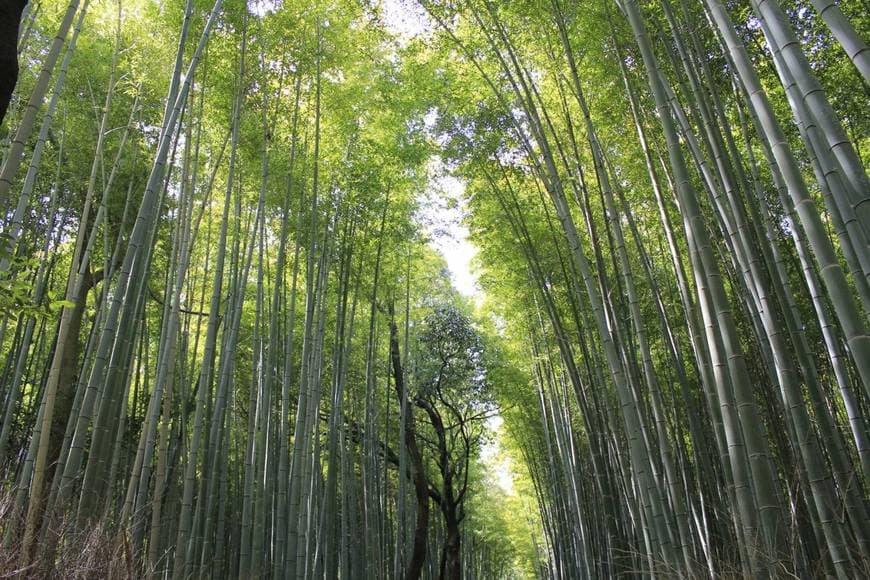 Place Arashiyama