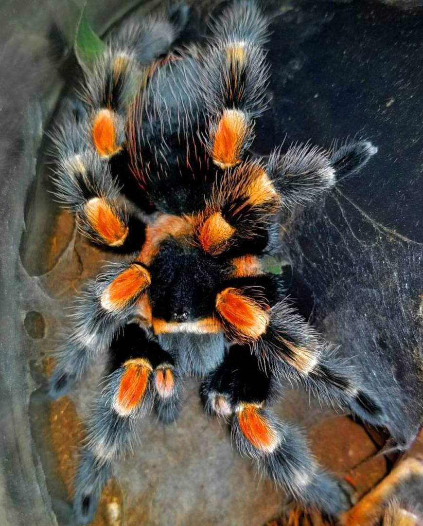 Fashion Mexican Red Knee Tarantula Molting Time-lapse || ViralHog ...