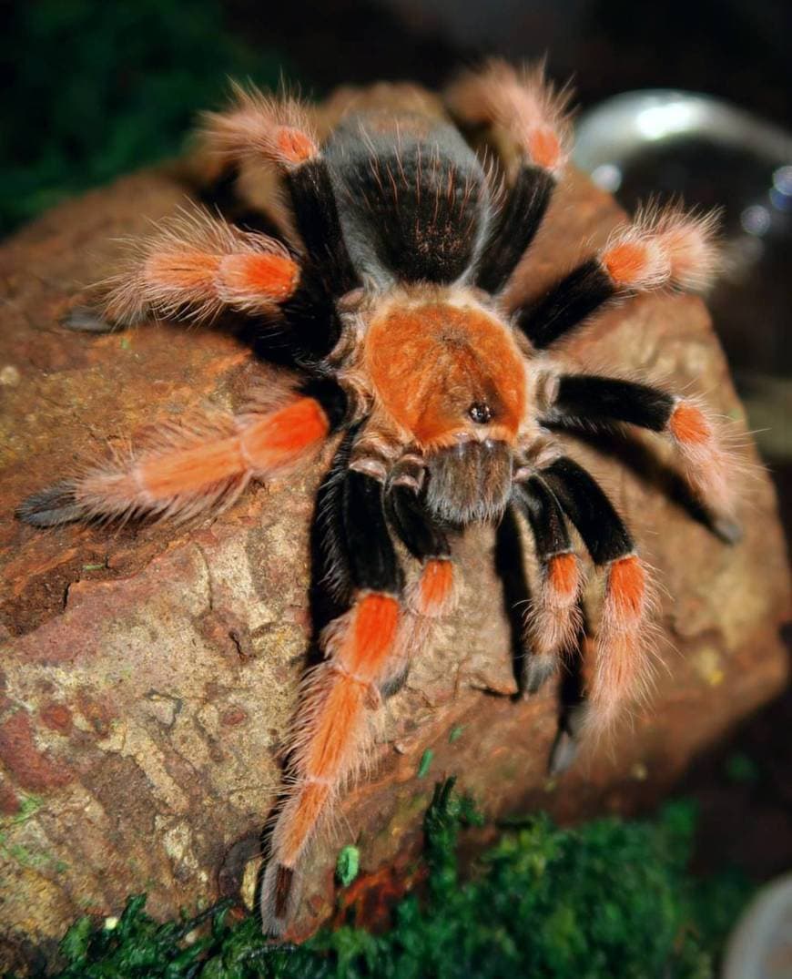 Fashion Brachypelma boehmei - Wikipedia