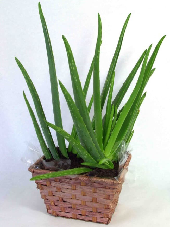 Fashion Cómo cuidar una planta de aloe vera