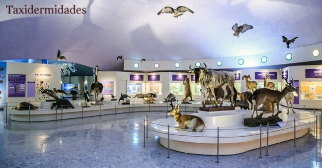 Lugar Museo de Historia Natural