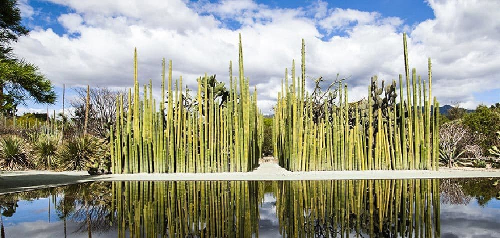 Lugar Jardín Etnobotánico de Oaxaca