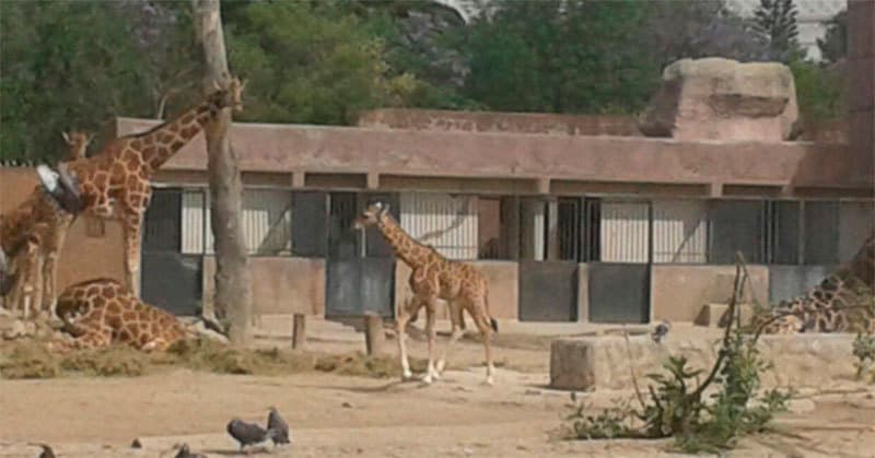 Lugar Zoológico de San Juan de Aragón