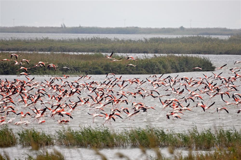 Lugar Delta del Ebro