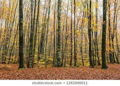 Place Fageda d'en Jordà