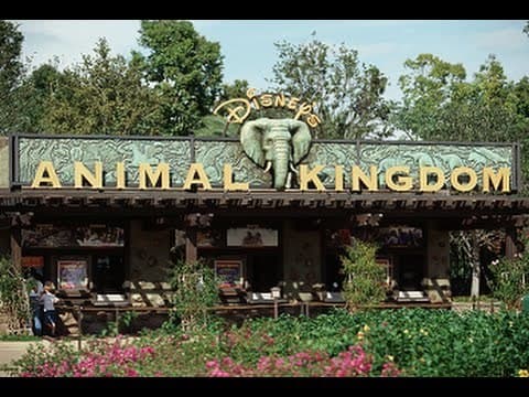 Place Animal Kingdom