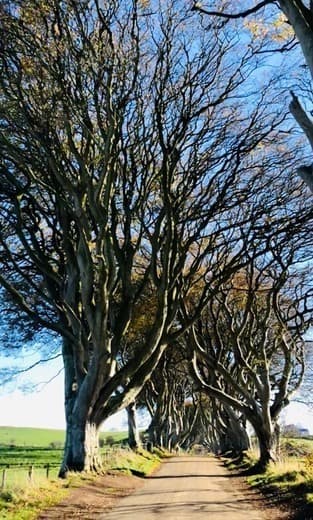 Place The Dark Hedges