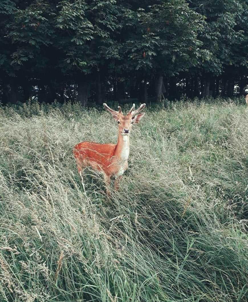 Lugar Phoenix Park