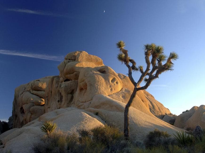 Place Joshua Tree National Park