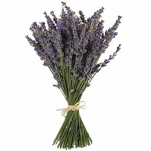 Belleza TooGet - Ramo de flores de lavanda natural