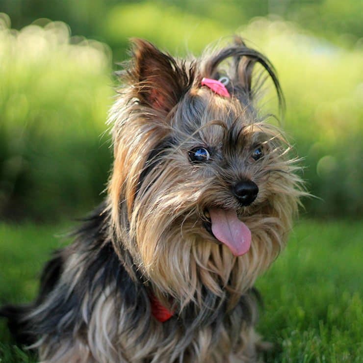 Fashion Yorkshire Terrier, características y cuidados | Purina ONE Mini