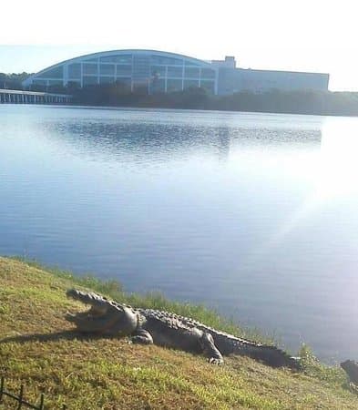 Lugar Mirador De Cocodrilos, Laguna Del Carpintero