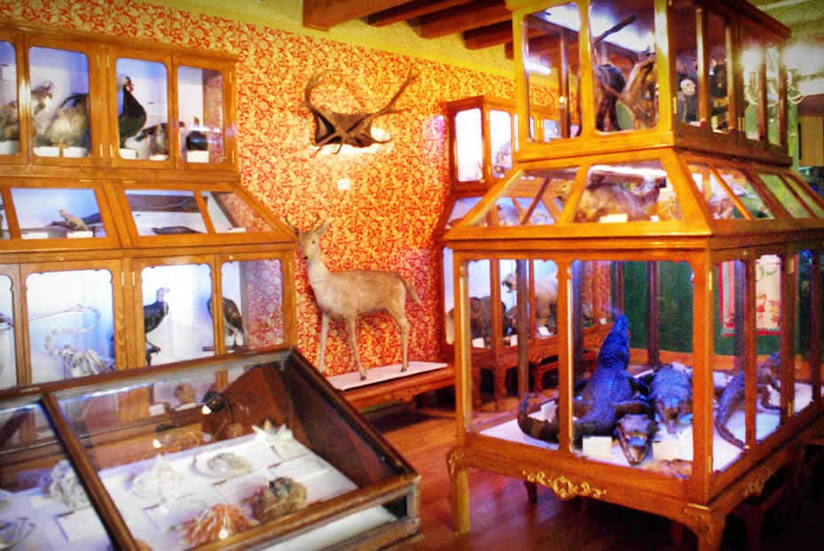 Lugar Museo de Historia Natural "Alfredo Dugés"