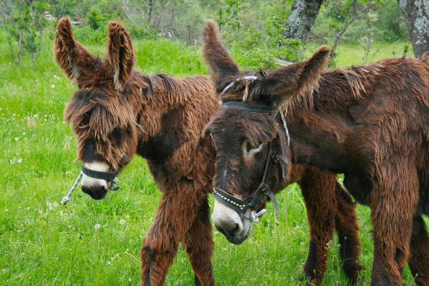 Moda A Ritmo de Burro: Inicio