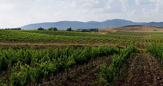 Lugar Bodega Río Negro