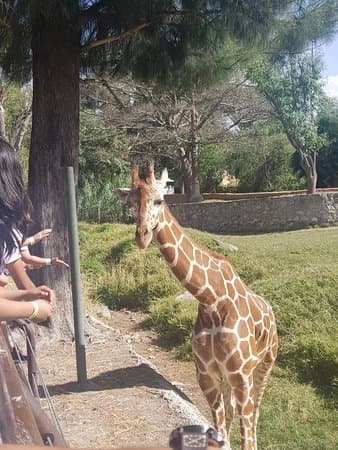 Lugar Zoológico Guadalajara