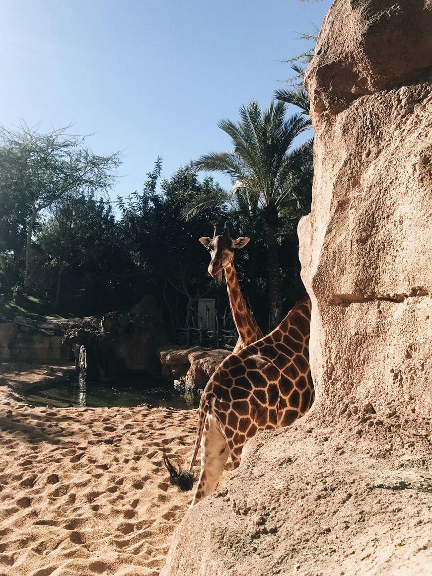 Place Bioparc Valencia