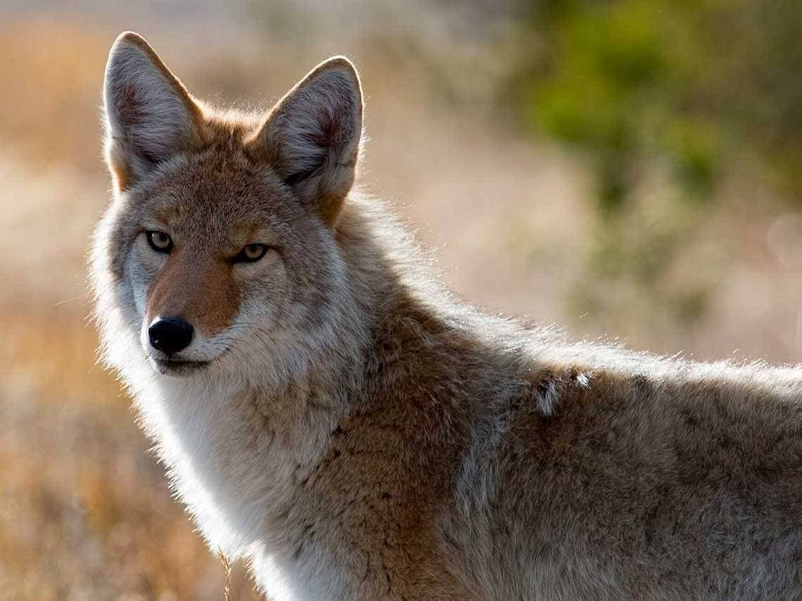 Lugar Zoológico Los Coyotes