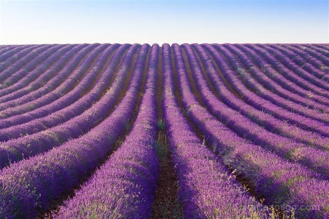 Lugar Campos De Lavanda